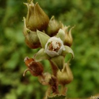 Rubus indicus Thunb.